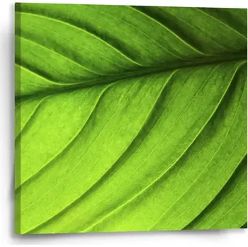 Obraz Sablio Obraz List - 50x50 cm