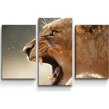 Obraz Sablio Obraz - 3-dílný Rozzuřená lvice - 75x50 cm