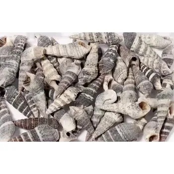 Dekorační mořské ulity Turitella cca 2cm /10ks/