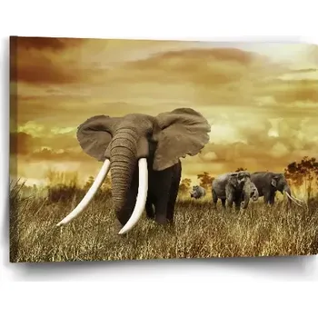 Obraz Sablio Obraz Slon Africký - 60x40 cm