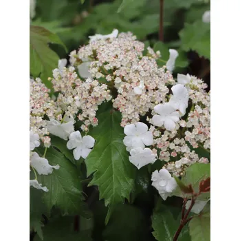 Sazenice Kalina sargentova 'Onondaga' 15-30 cm Ko1l