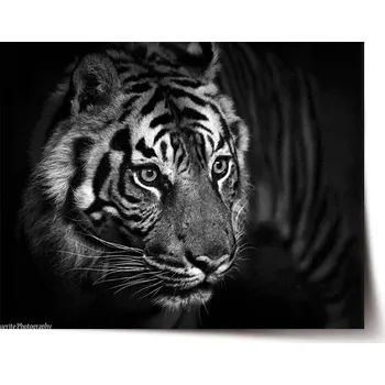 Plakát Sablio Plakát Černobílý tygr - 90x60 cm