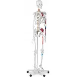 Physa PHY-SK-2 model kostry