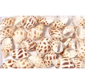 Dekorační mořské ulity 2 - 2,5cm /10ks/