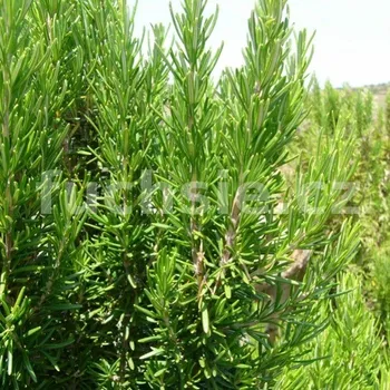 Rozmarýn mrazuvzdorný-Rosmarinum ofic. Winter - 174W