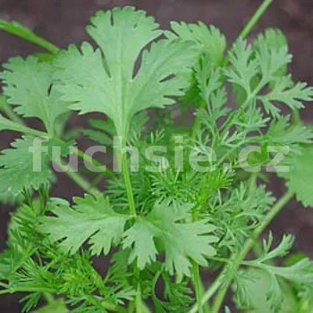 Koriandr-Coriandrum sativum - 196A