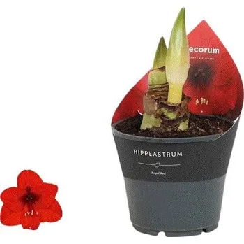 Vánoční dekorace Květiny Expres Červený Amarylis v květináči Červená