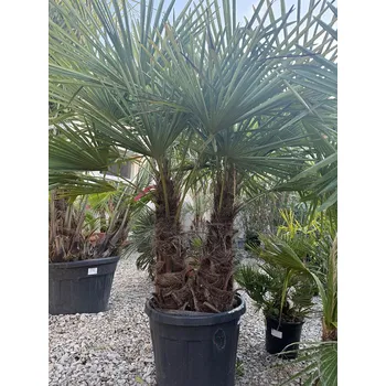 Sazenice Trachycarpus Fortunei - dvoukmen - mrazuvzdorná palma (-17C) - výška 180-200cm
