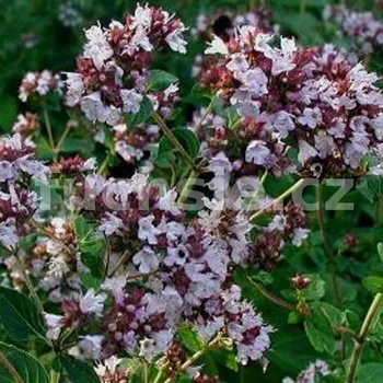 Dobromysl obecná (Origanum Vulgare) - 137