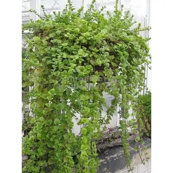 Máta indiánská (Saturejka douglasi) - 162G