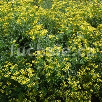 Ruta vonná (Ruta graveolens) - 196R