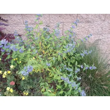 Sazenice Ořechokřídlec clandonský 'Kew Blue' 5-10 cm H9