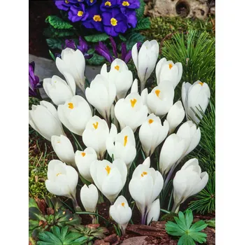 Semeno Krokus 'Jeanne d'arc large flowering' 10 ks Velikost cibulek: 6/7