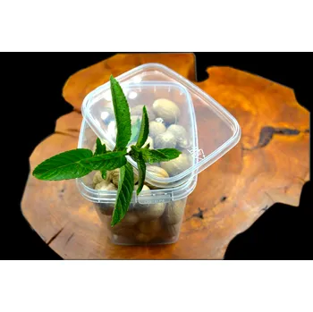 Jednorázové nádobí Koření Skýpala Vanička hranatá s víčkem 550 ml