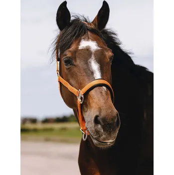 EQUITHÈME Ohlávka Jacquard Equithème, orange COB