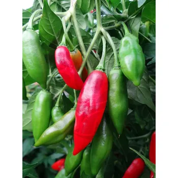 Koření Habanero Paper Lantern