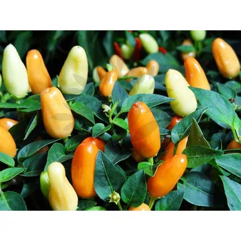 Koření Výchozí Thanksgiving Chilli