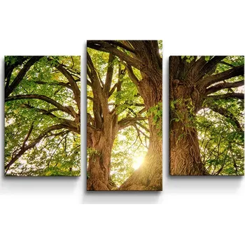 Obraz Sablio Obraz - 3-dílný Stromy - 75x50 cm
