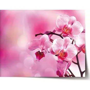Plakát Sablio Plakát Květy orchideje - 60x40 cm