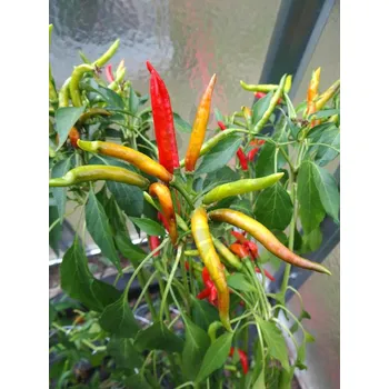 Sazenice Suryamukhi Cluster