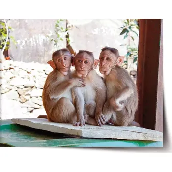 Plakát Sablio Plakát Opičky - 120x80 cm