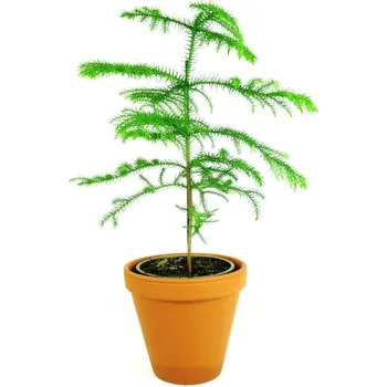 Gardners Araucaria heterophylla, průměr 14 cm Blahočet, aurakárie