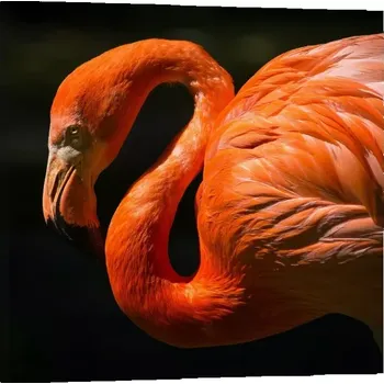 Obraz Sablio Obraz Plameňák - 50x50 cm