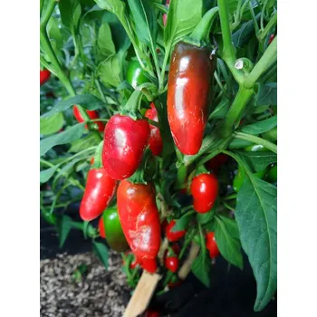 Sazenice Jalapeno TAM
