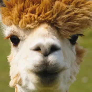 Puzzle Čtvercové puzzle CURIOSI Q Animal Alpaka 66 dílků