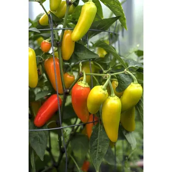 Sazenice Jalapeno NuMex Pinata