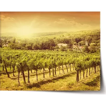 Plakát Sablio Plakát Vinice - 60x40 cm
