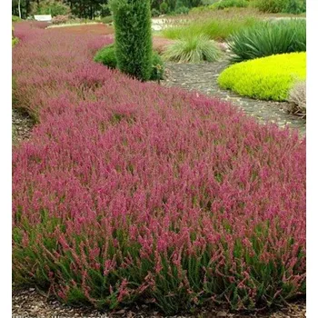 Sazenice Vřes obecný 'SELMA', kont. 0,5 l