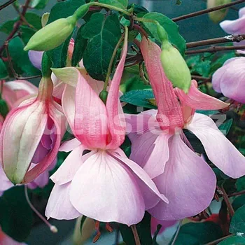 Caroline Fuchsie (Müller GB 1967)