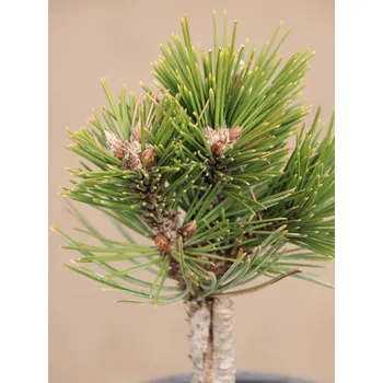 Sazenice Borovice bělokorá 'Karmel' 10-20 cm Ko 1,5l