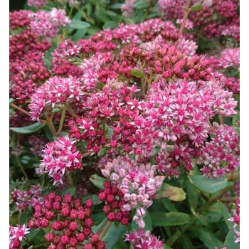 Sazenice Rozchodník hybridní ´ABBEY DORE´ kont. 0,5 l