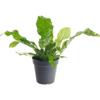 Sazenice Hnědovka, Microsorum musifolium Crocodyllus, průměr květináče 10 - 12 cm