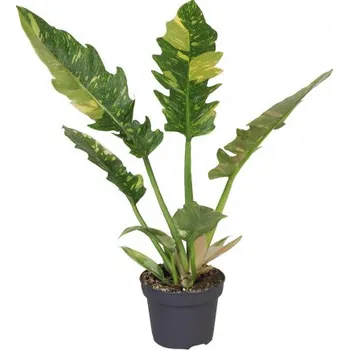 Sazenice Filodendron, Philodendron Ring of Fire, panašovaný, průměr květináče 12 cm