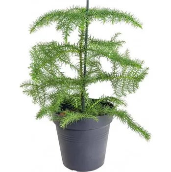 Sazenice Blahočet ztepilý, Araucaria heterophylla, průměr květináče 14 cm