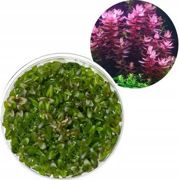 Dekorace do akvária Bacopa Salzmanii Purple kelímek 10cm In Vitro rostlina do akvária