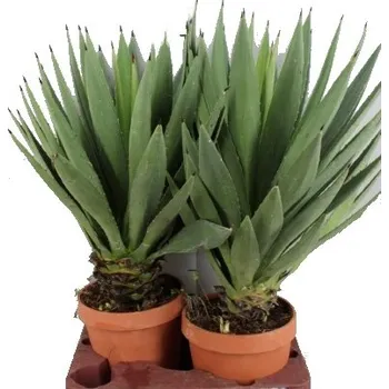 Sazenice Agave Shaka Zulu 30 cm
