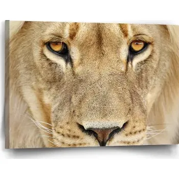 Obraz Sablio Obraz Pohled lvice - 60x40 cm