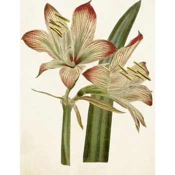 Výtvárné potřeby Přání Amaryllis