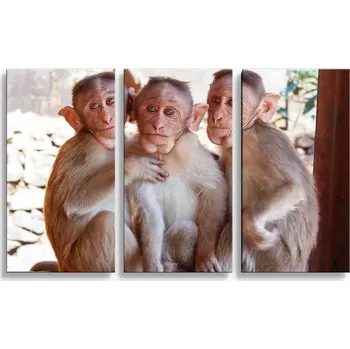 Obraz Sablio Obraz - 3-dílný Opičky - 120x80 cm
