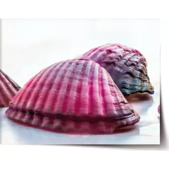 Plakát Sablio Plakát Mušličky - 60x40 cm