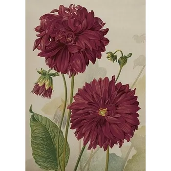 Výtvárné potřeby Přání Purple Dahlia