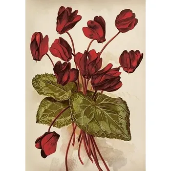 Výtvárné potřeby Přání Autumn Flowers Cyclamen