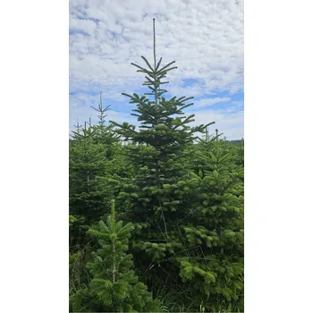 Vánoční stromek Vánoční stromek - normandská / kavkazská jedle 140 - 160cm