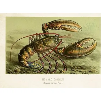 Výtvarná sada Přání Nordic Fishes Lobster