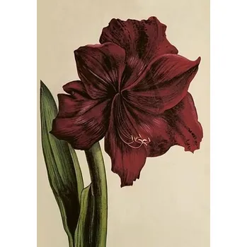 Výtvárné potřeby Přání Flowers Amaryllis