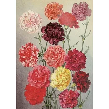 Výtvárné potřeby Přání Flowers